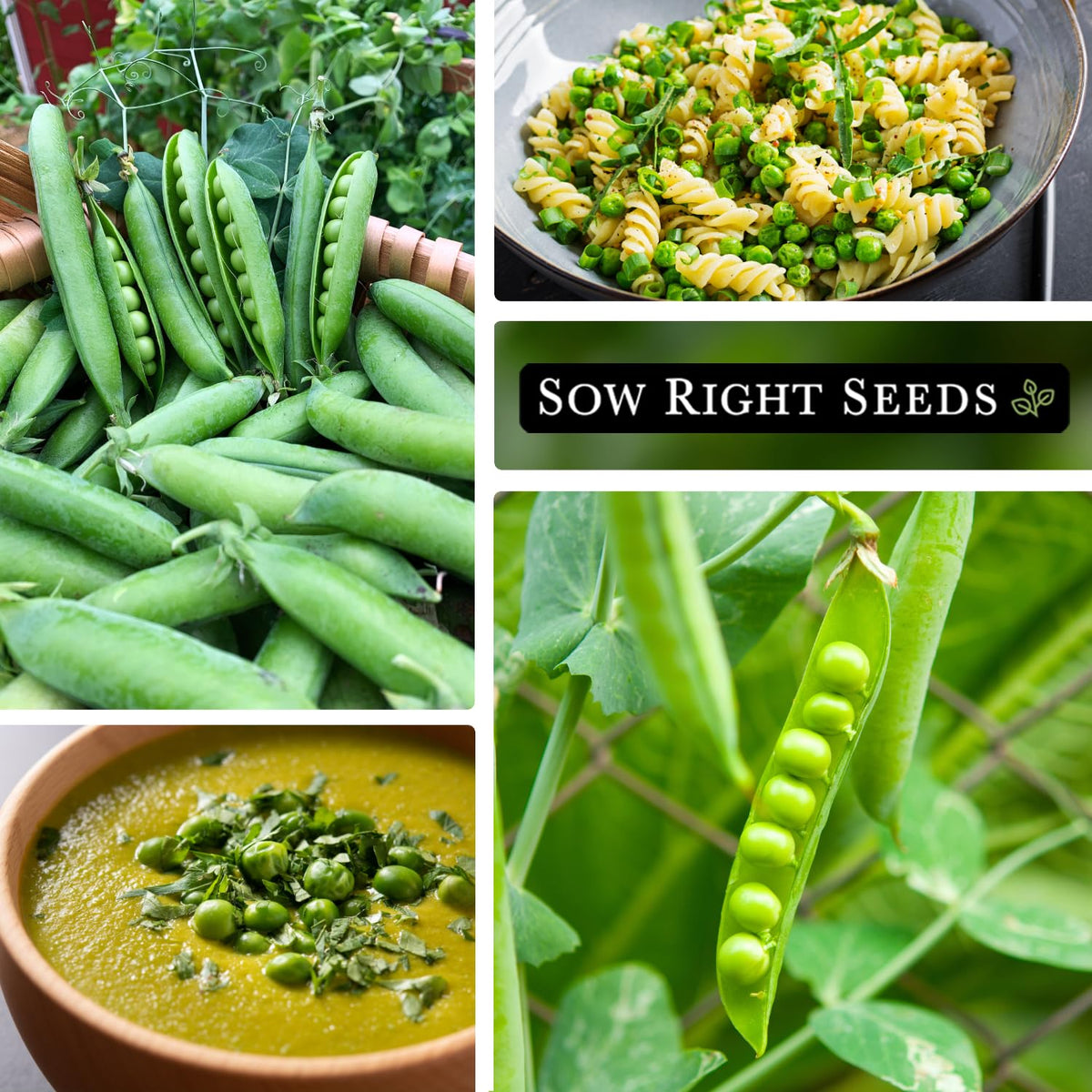 Sow Right Seeds Telephone Pea germination in 7-14 days signals healthy start