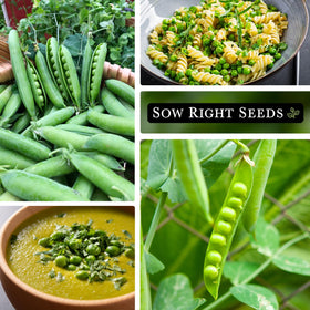 Sow Right Seeds Telephone Pea germination in 7-14 days signals healthy start