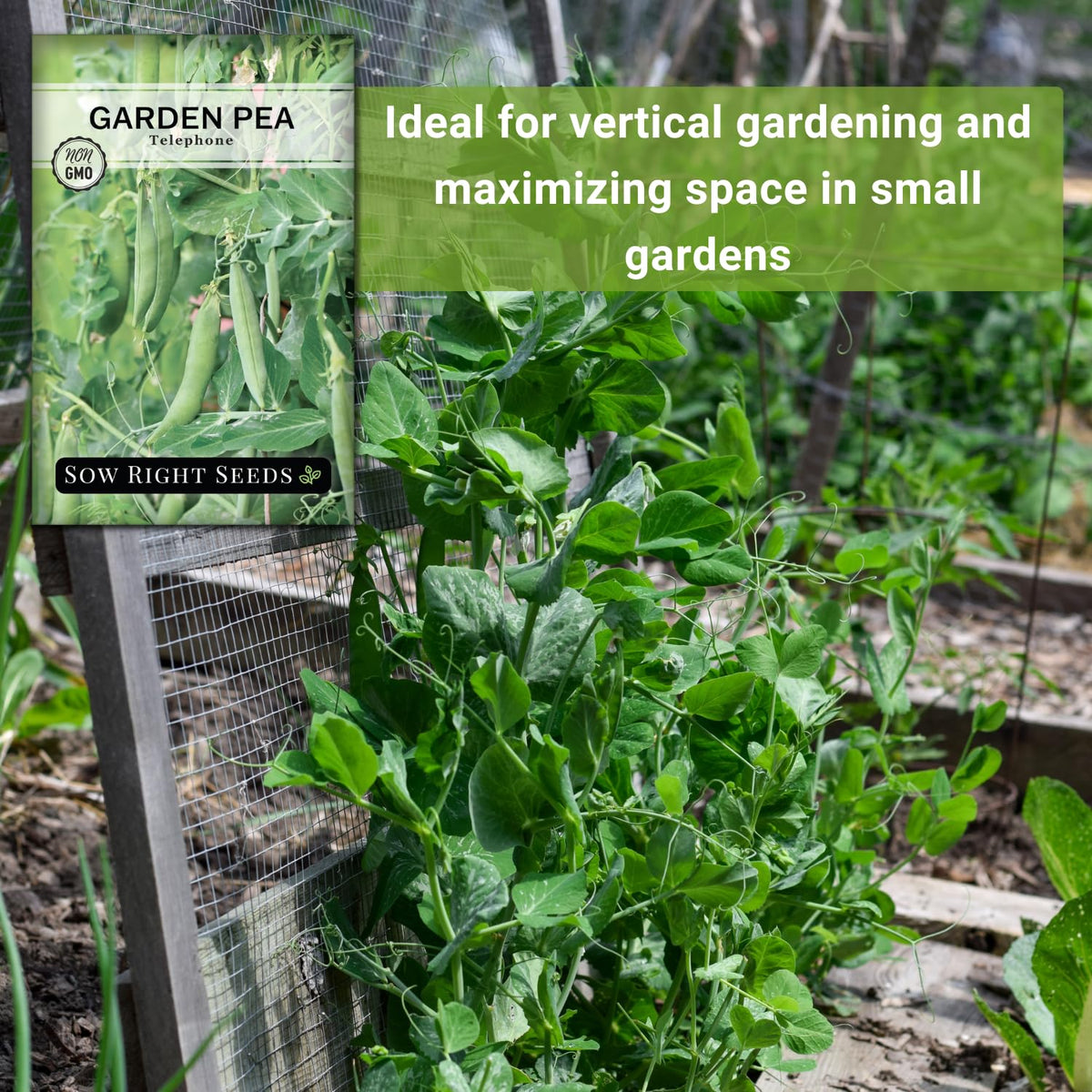 Sow Right Seeds Telephone Pea green plants thriving in a sunny garden