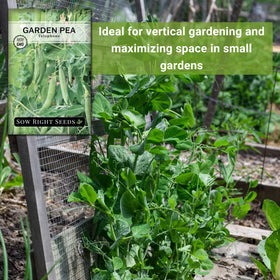 Sow Right Seeds Telephone Pea green plants thriving in a sunny garden