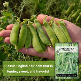 Sow Right Seeds Telephone Pea pods harvest close-up, showcasing sweet shelling peas