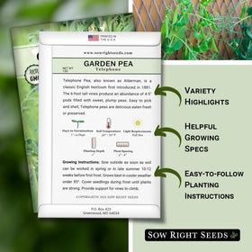 Sow Right Seeds Telephone Pea vines on a trellis, showing tall growth and sturdy support