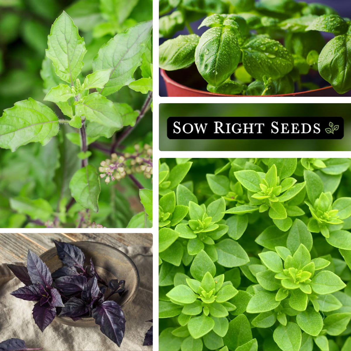 Sow Right Seeds Thai basil packets ready to add fragrant flavor to kitchens.