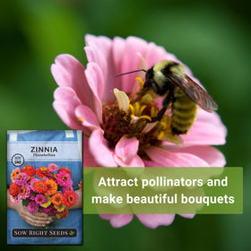 Cut-flower ready Thumbelina Zinnia blooms for cheerful indoor arrangements.