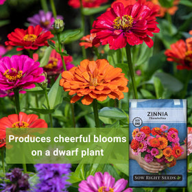 Germination time for Thumbelina Zinnia seeds is 7–10 days under optimal warmth.