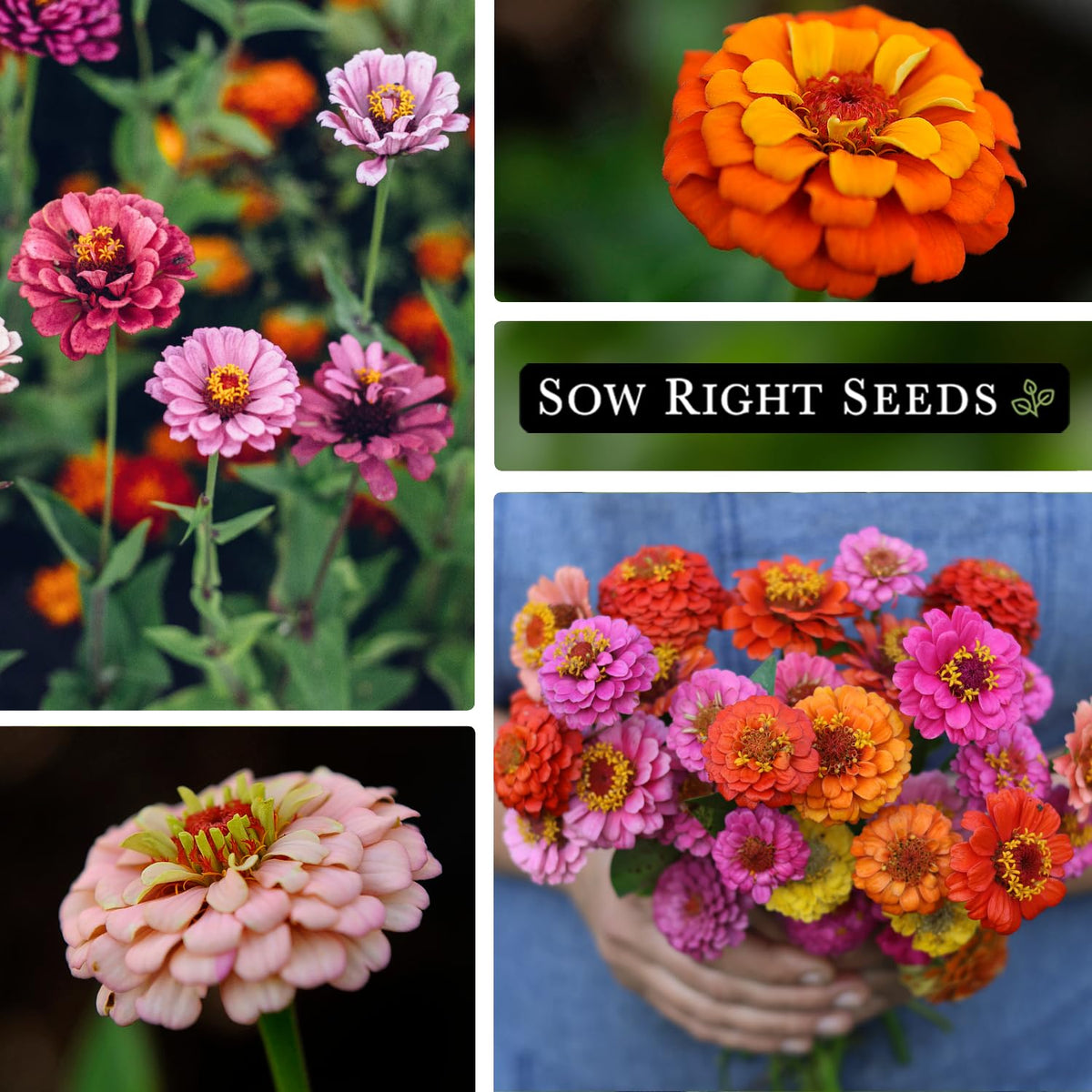 Pollinator-friendly Thumbelina Zinnia blooms attract butterflies in gardens.