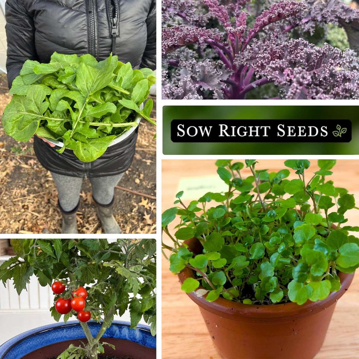 Sow Right Seeds Tiny Tim tomato packet for balcony hydroponics