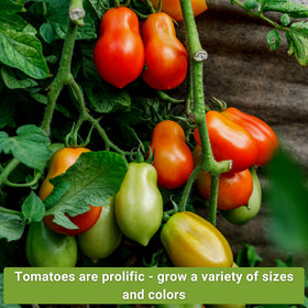 Sow Right Seeds Yellow Pear tomato seeds for small, sweet cherry tomatoes