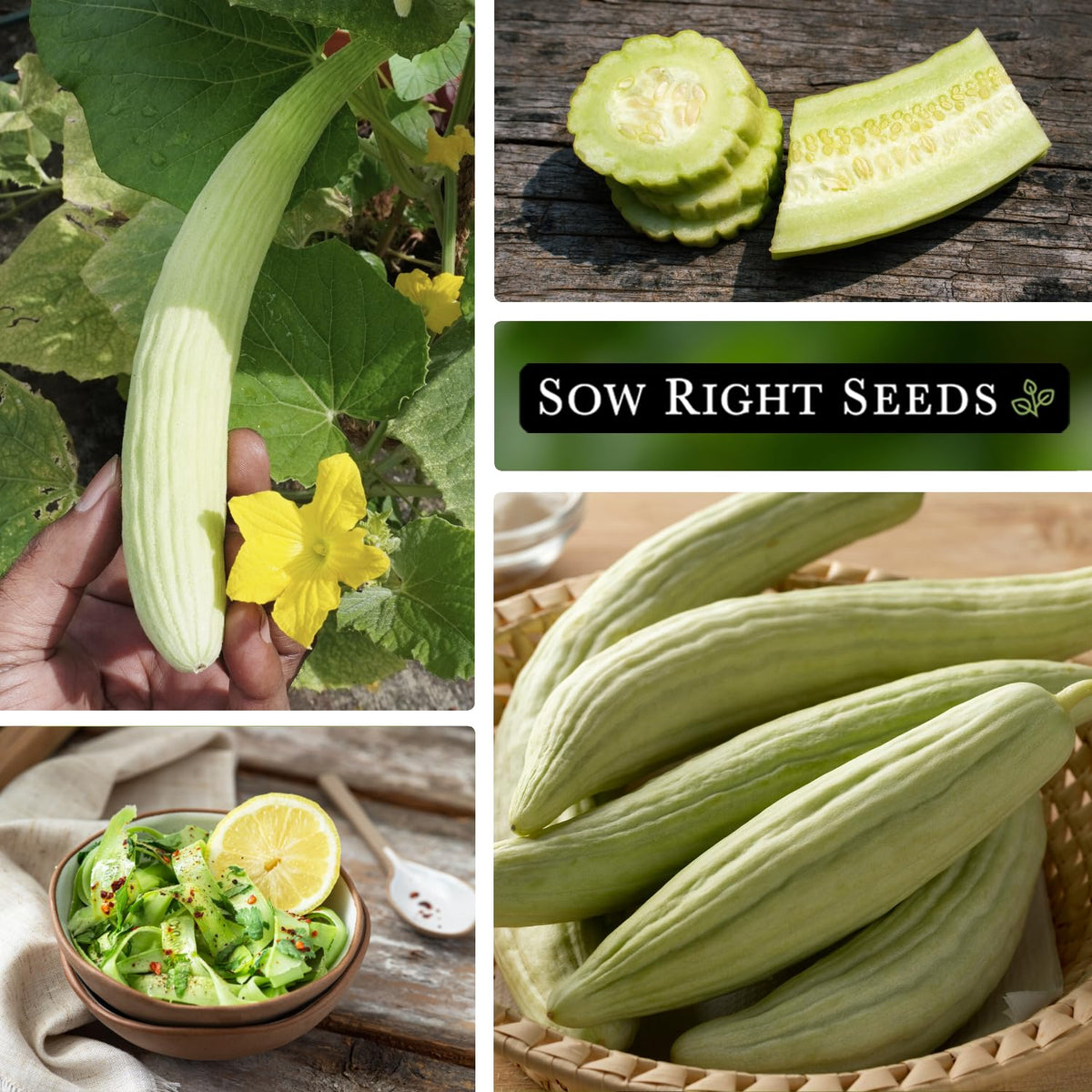 Sow Right Seeds trellis-grown cucumber ideal for outdoor vertical growing