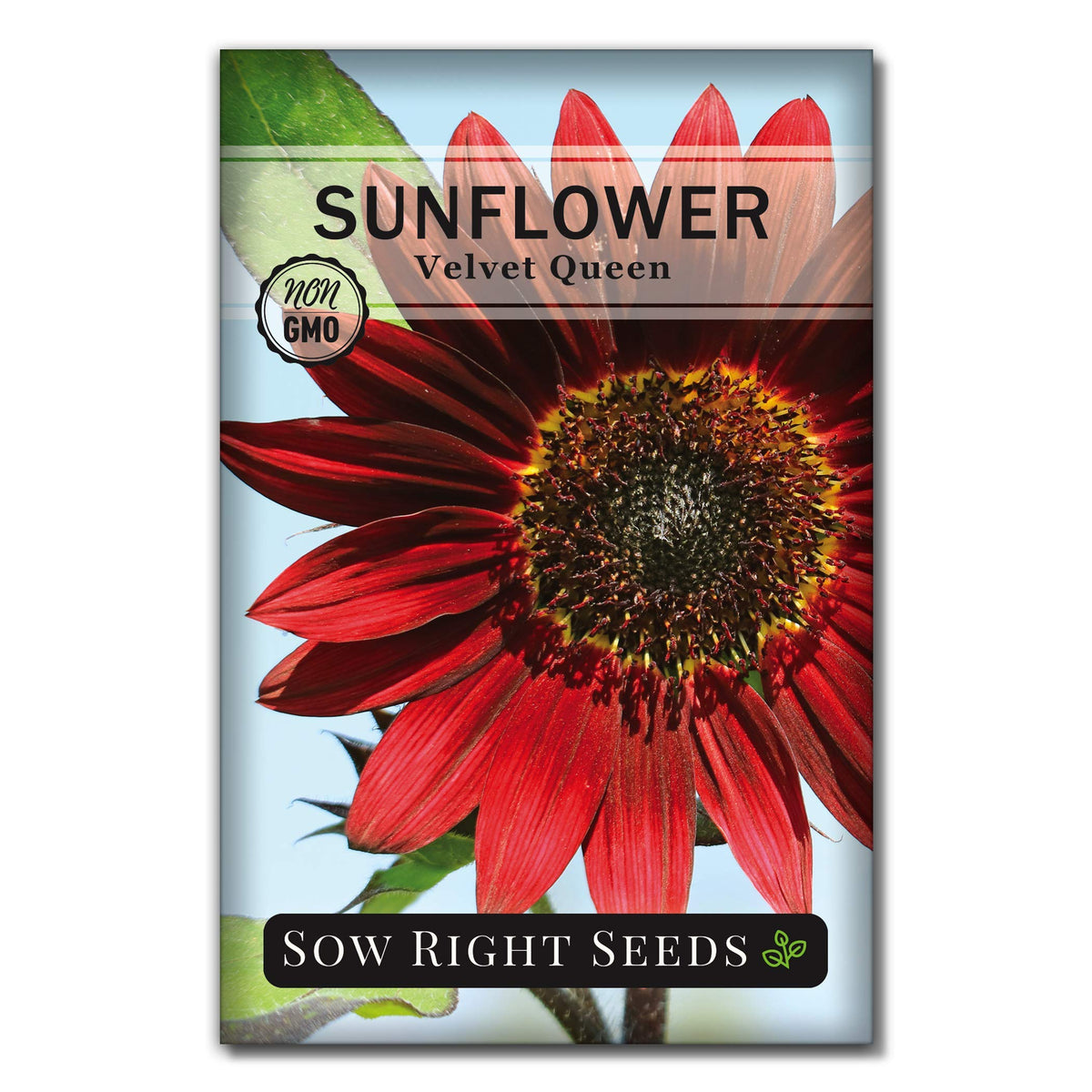 Sow Right Seeds Velvet Queen bloom close-up with burgundy petals attracting pollinators