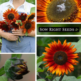 Sow Right Seeds Velvet Queen garden display adds vibrant color in beds