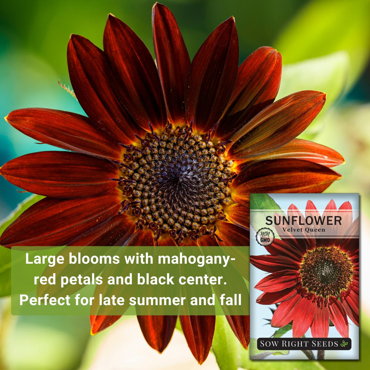 Sow Right Seeds Velvet Queen seed packet highlights heirloom, non-GMO variety