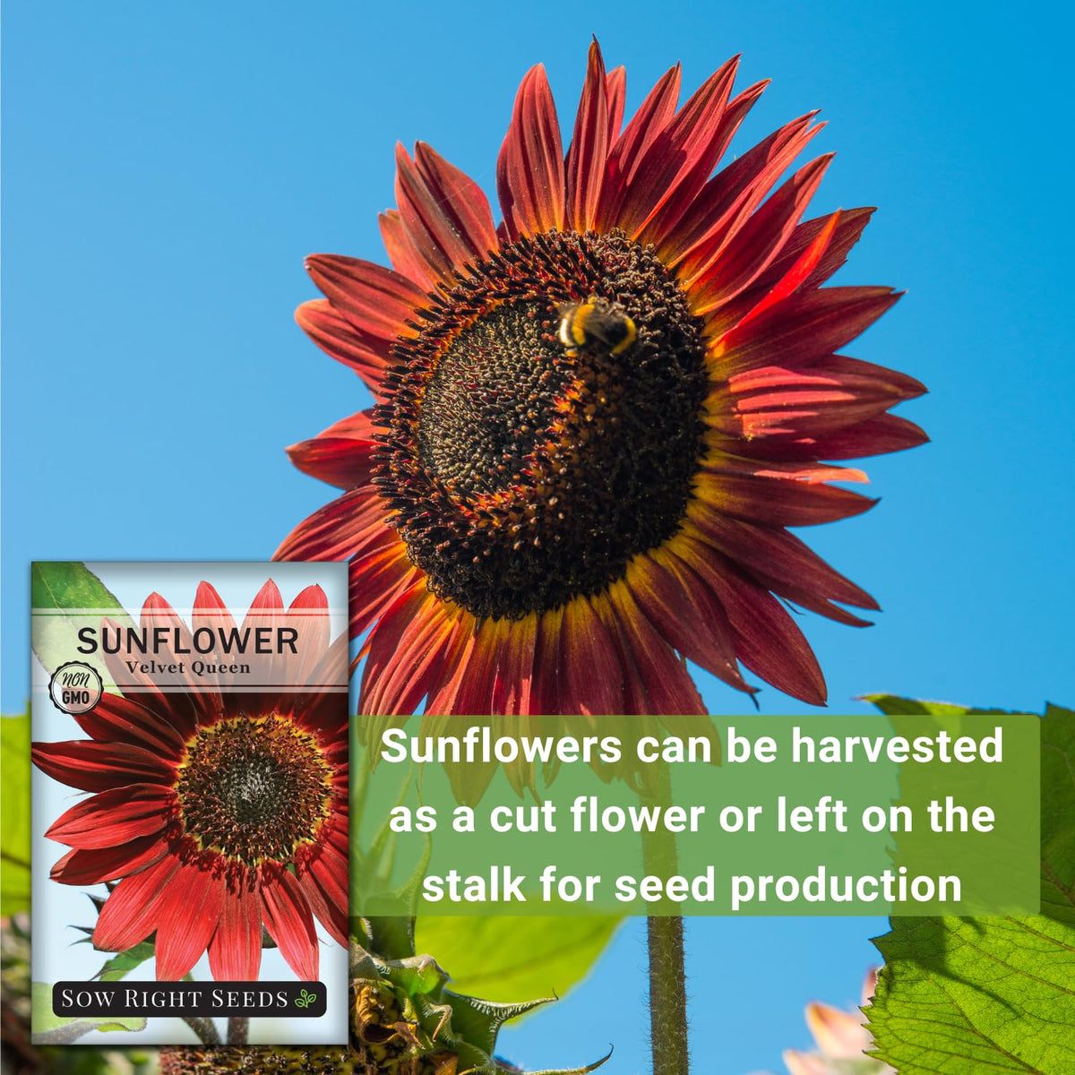 Sow Right Seeds Velvet Queen tall plant for dramatic height