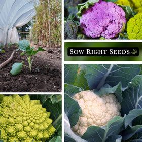 Sow Right Seeds Violetto di Sicilia cauliflower head with purple hue