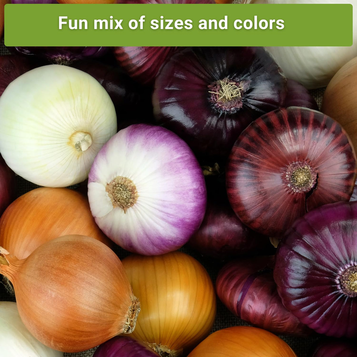 Sow Right Seeds Walla Walla onion packet for mild-sweet tasting onions in fresh dishes