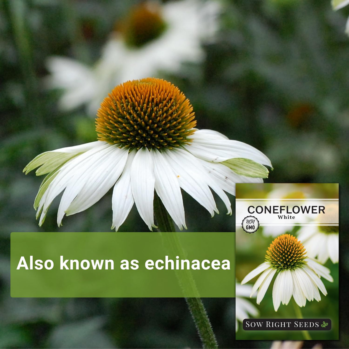 Sow Right Seeds white coneflower bloom enhancing garden color.