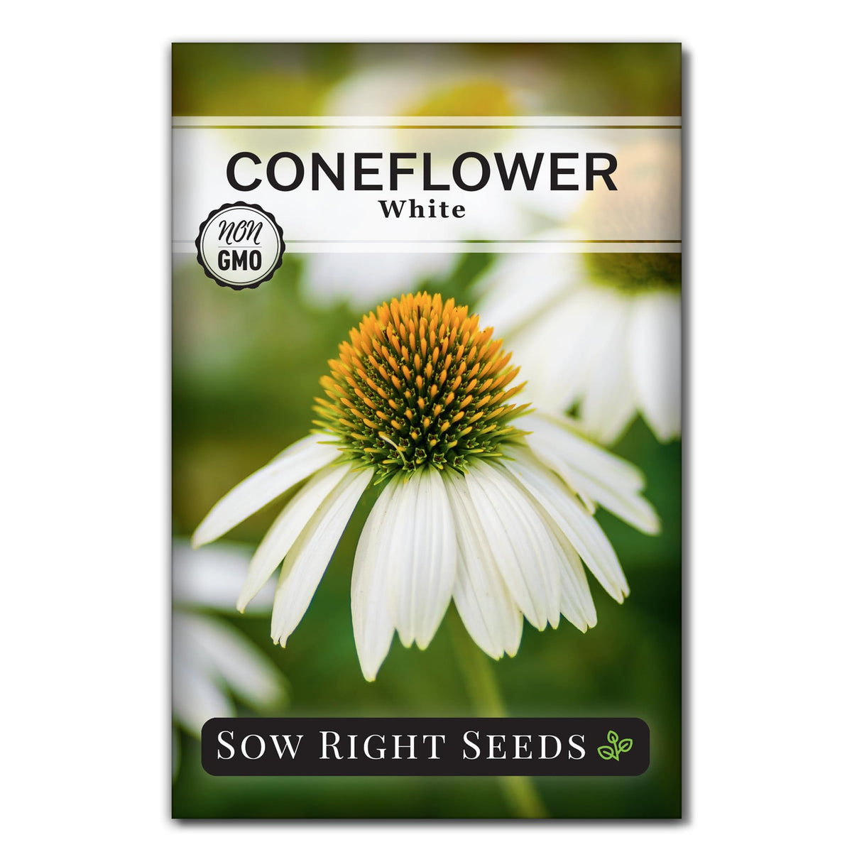 Sow Right Seeds white coneflower seeds ready for sowing in sunlit beds.