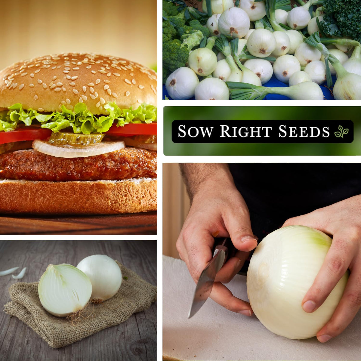 Sow Right Seeds White Sweet Spanish Onion growing robust in a sunny garden bed
