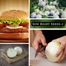 Sow Right Seeds White Sweet Spanish Onion growing robust in a sunny garden bed