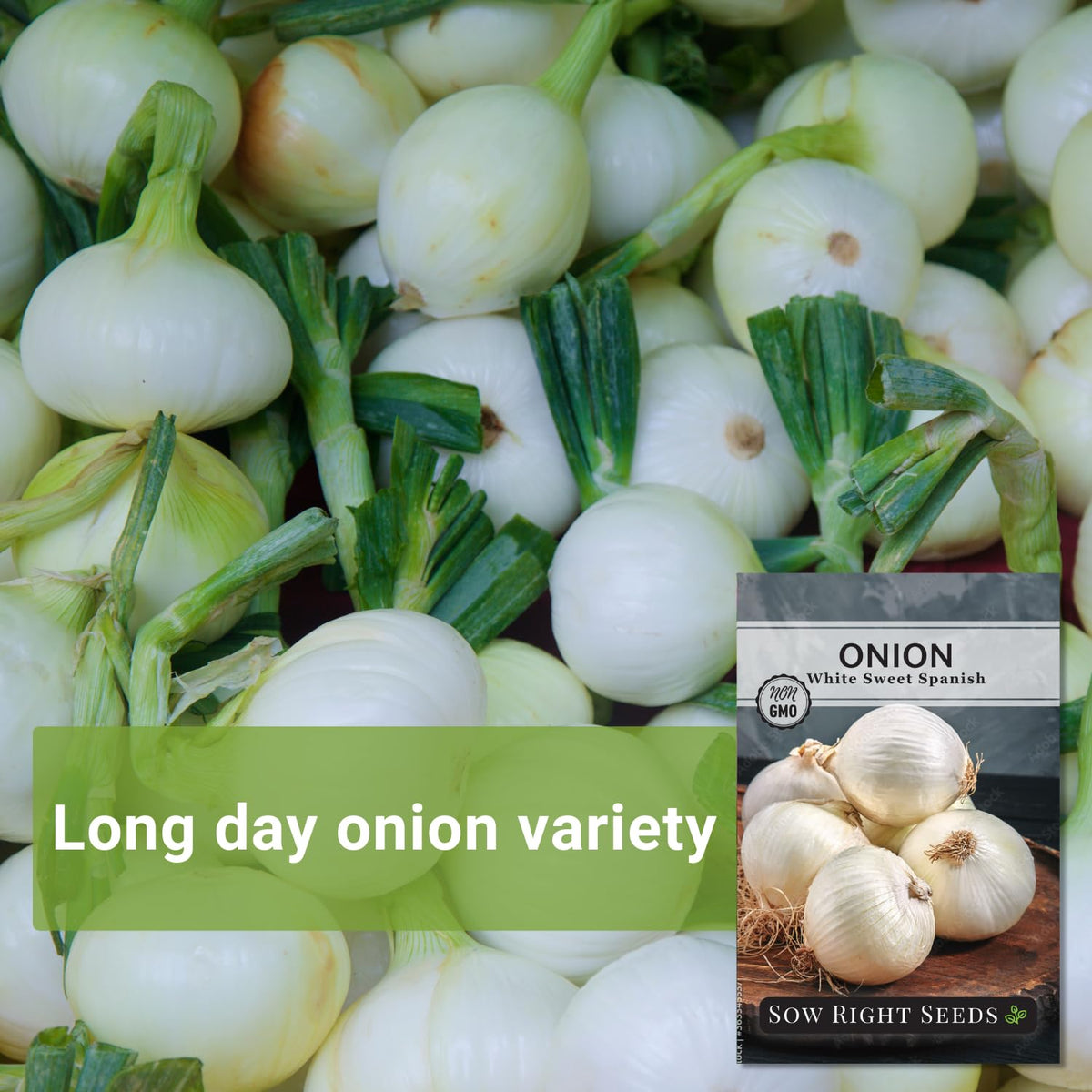Sow Right Seeds White Sweet Spanish Onion germination in warm soil