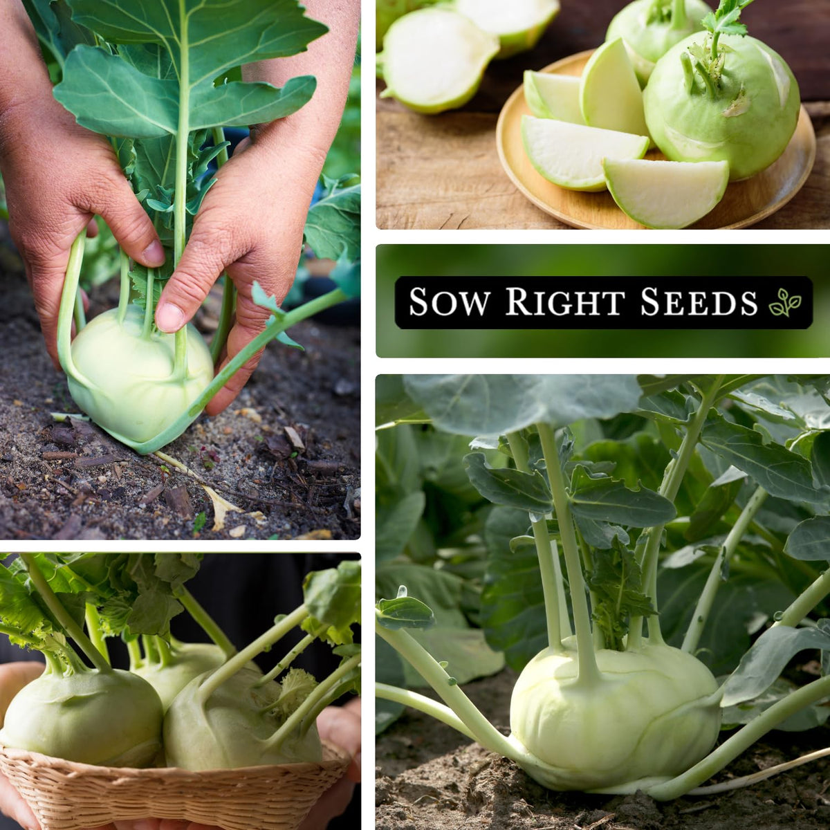 Sow Right Seeds White Vienna Kohlrabi 2-3 inch bulbs ready for harvest in summer.