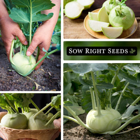 Sow Right Seeds White Vienna Kohlrabi 2-3 inch bulbs ready for harvest in summer.