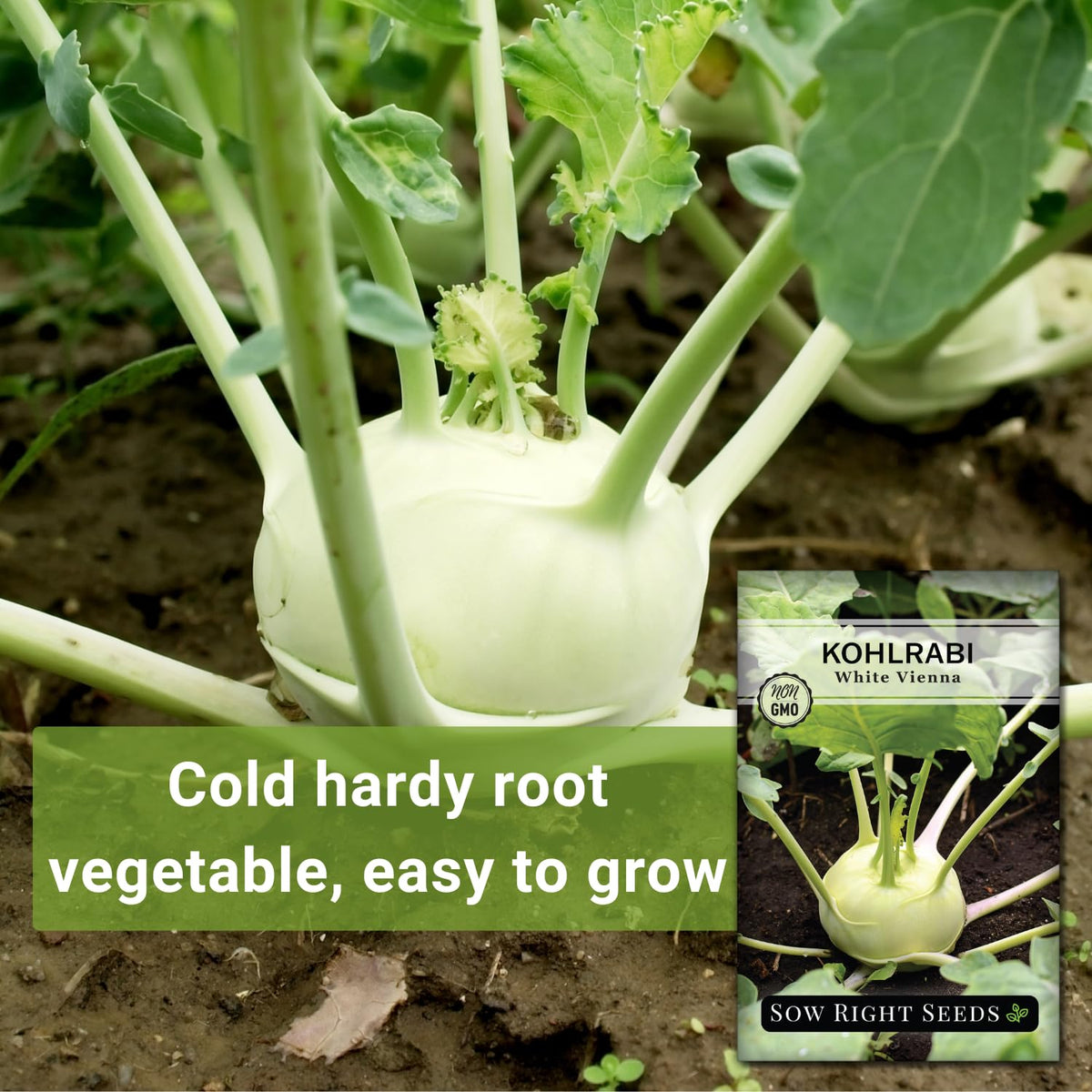 Sow Right Seeds White Vienna Kohlrabi young plants placed 6-8 inches apart support strong growth.
