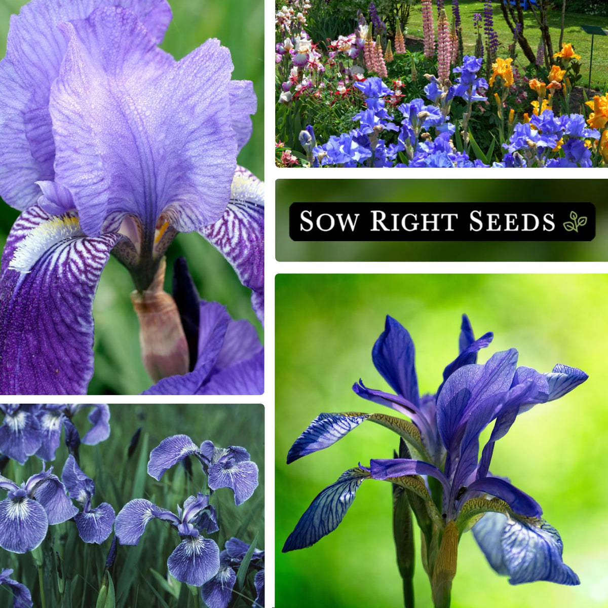 Sow Right Seeds iris seeds germinate within 28–35 days
