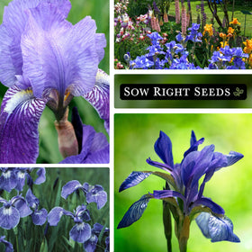 Sow Right Seeds iris seeds germinate within 28–35 days