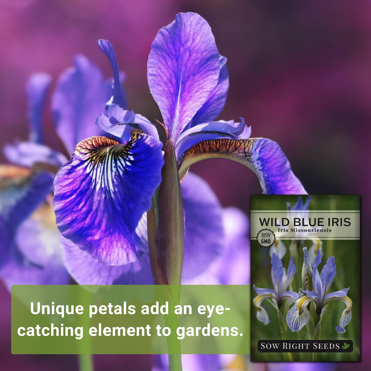 Sow Right Seeds iris plants thriving in a sunlit garden bed
