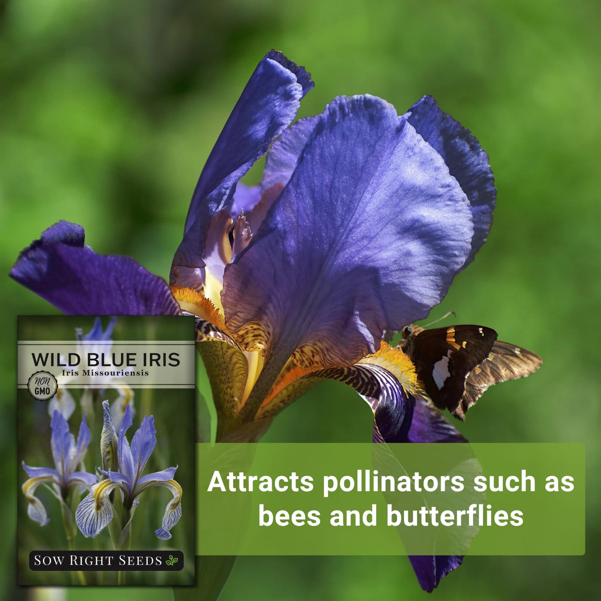 Sow Right Seeds wild blue iris in a pollinator-friendly garden