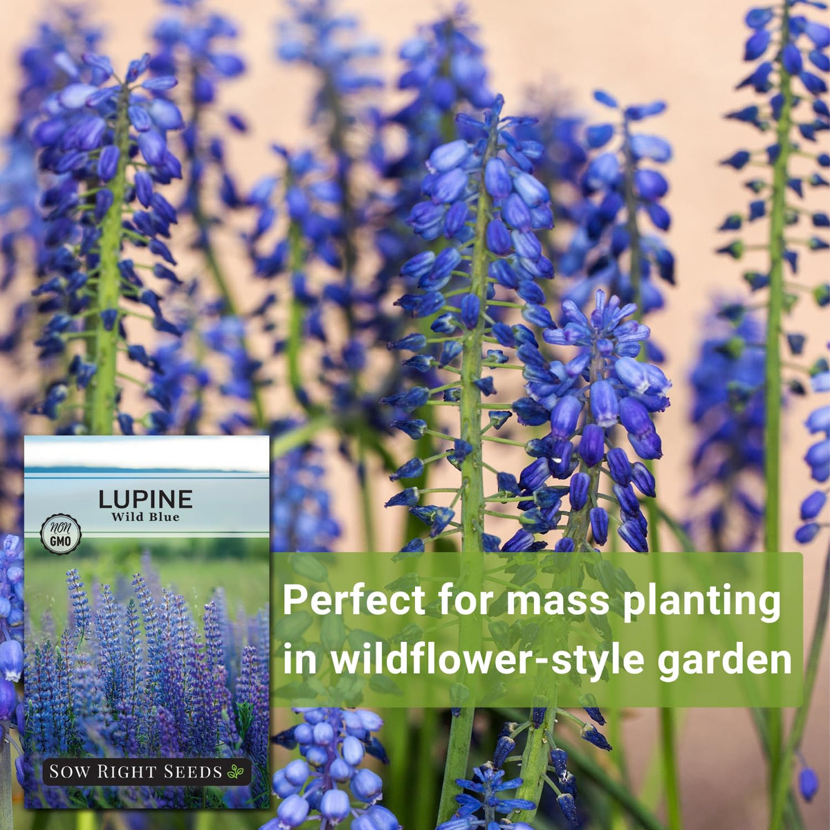 Sow Right Seeds Wild Blue Lupine cut flower—long stems for arrangements.