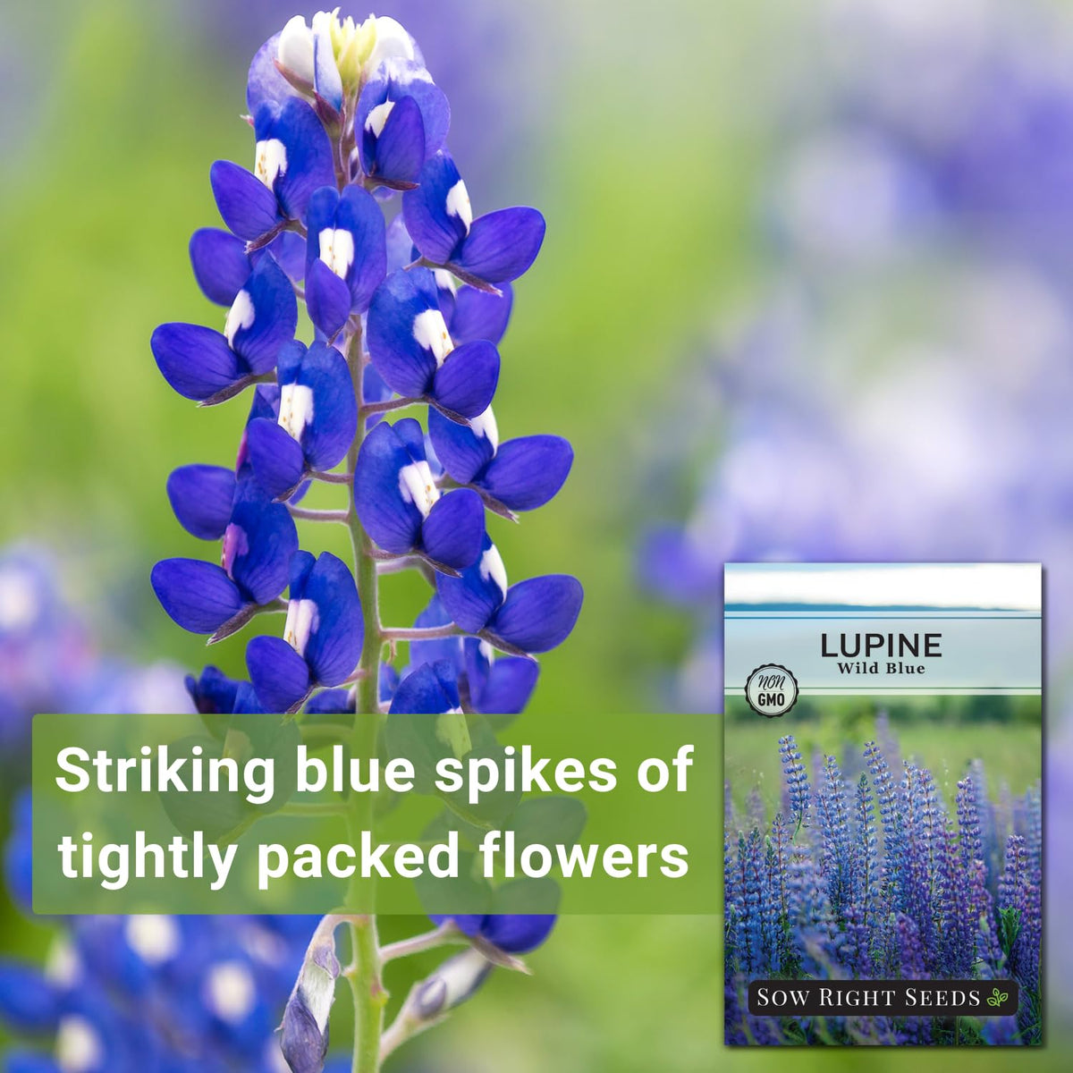 Sow Right Seeds Wild Blue Lupine garden meadow idea—mass planting charm.