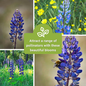 Sow Right Seeds Wild Blue Lupine germination tips—clear guidance to start seeds.