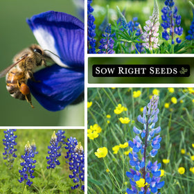 Sow Right Seeds Wild Blue Lupine pollinator garden—attracts bees and butterflies.