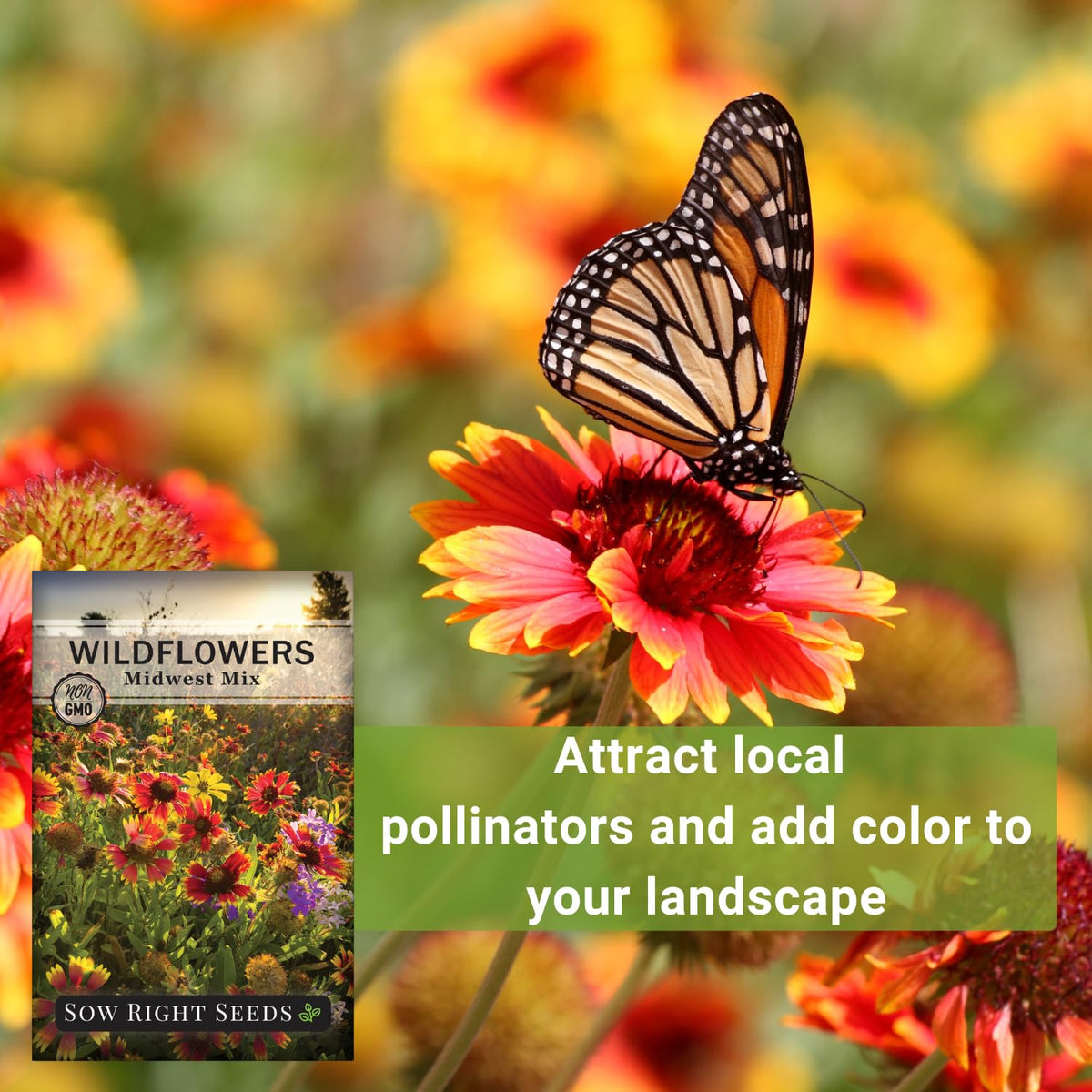 Sow Right Seeds Midwest seed packet back view—easy-growing instructions included.