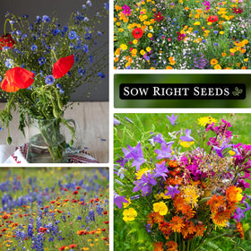 Sow Right Seeds Southwest wildflowers garden scene highlights easy, drought-tolerant planting.