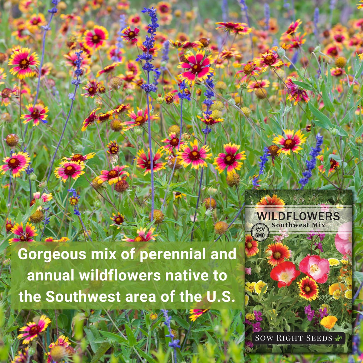 Sow Right Seeds Southwest wildflowers attract bees and butterflies for local pollinators.