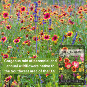 Sow Right Seeds Southwest wildflowers attract bees and butterflies for local pollinators.