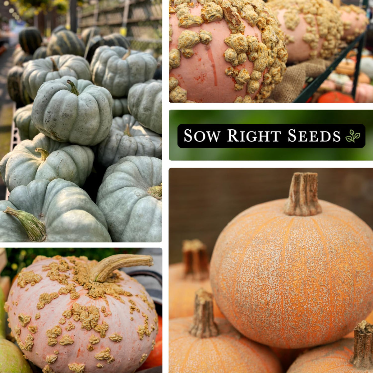 Sow Right Seeds Winter Luxury pumpkin seeds for autumn displays and pumpkins