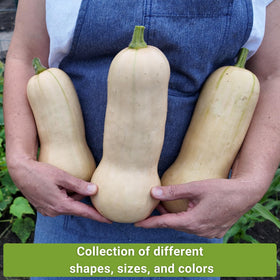 Sow Right Seeds acorn table queen seed pack perfect for stuffing and baking