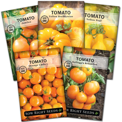 Sow Right Seeds Yellow Brandywine on the vine, ideal for fresh slices and salads.