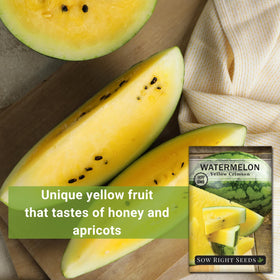 Sow Right Seeds Yellow Crimson Sweet growth on trellis—space-saving option for sunny gardens.