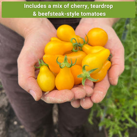 Sow Right Seeds Yellow Pear tomato teardrop, ideal for fresh eating and colorful salads.