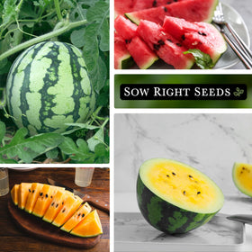 Sow Right Seeds Yellow Petite watermelon fruits ready for a sunny harvest.