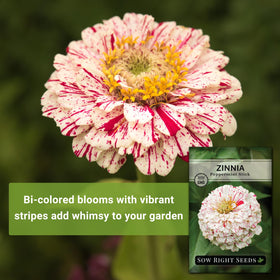 Zinnia border in sunlit garden attracting pollinators.