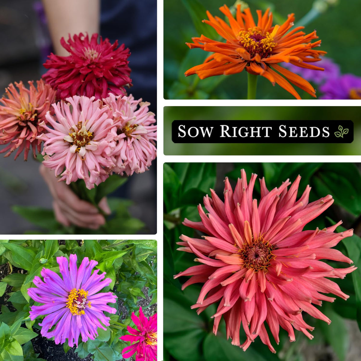 Zinnia cactus cut flower arrangement yields long-lasting bouquets from garden to vase.