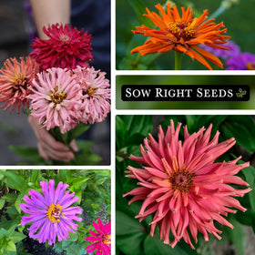 Zinnia cactus cut flower arrangement yields long-lasting bouquets from garden to vase.