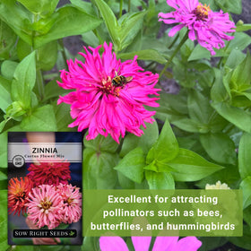 Sow Right Seeds zinnia cactus flower garden planting adds bold color to beds.