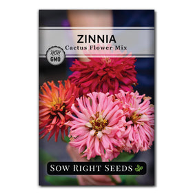 Sow Right Seeds zinnia cactus flower mix seeds for vibrant garden color and bouquets.